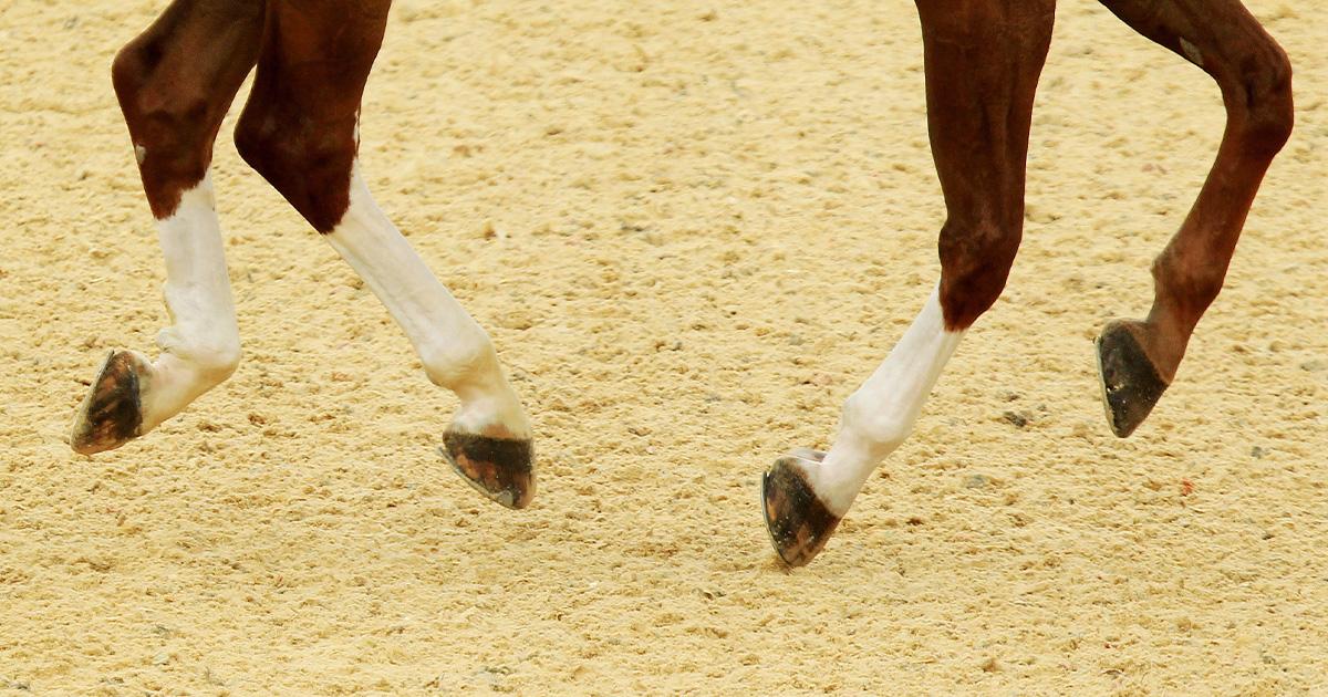 FeaturedIntroTemplate_ParaEquestrian - Action Images 3964883.jpg